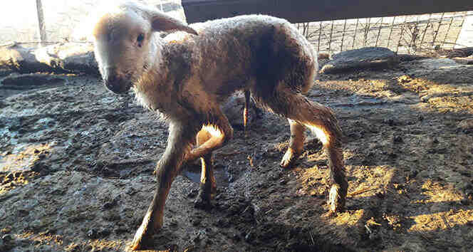 Görenleri şaşkına çevirdi! ‘Böyle bir duruma daha önce hiç rastlamadım’