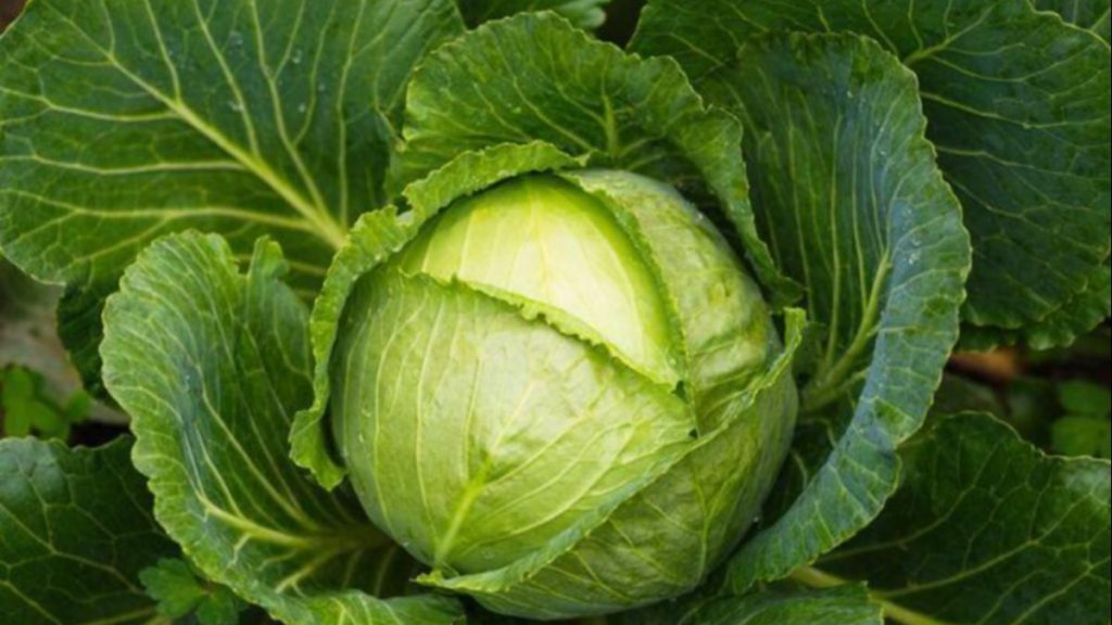 Ağrıya, iltihaba şifa! Vücuda lahana yaprağı sarmanın inanılmaz sonuçları