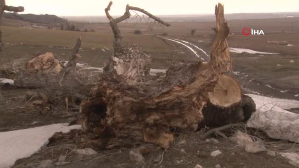 Asırlık ağaçlar kurtarılmayı bekliyor