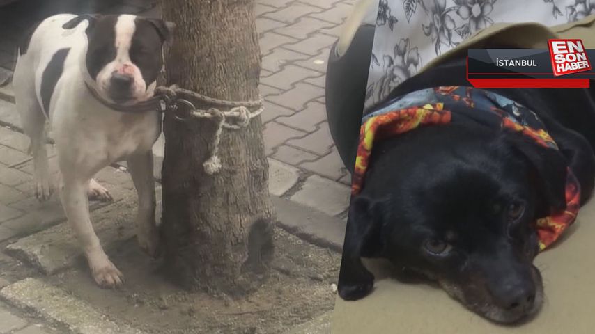 Avcılar’da pitbull bahçedeki köpeğe saldırdı