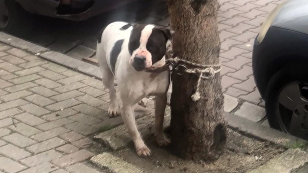 Avcılar’da pitbull bahçedeki köpeğe saldırdı