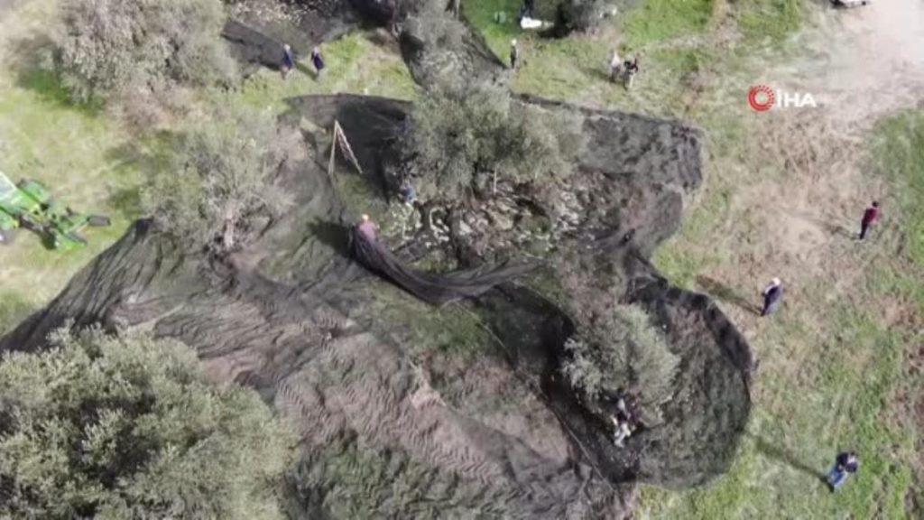 Ayçiçeğine inat yerli üretim zeytinyağı fiyatını koruyor.