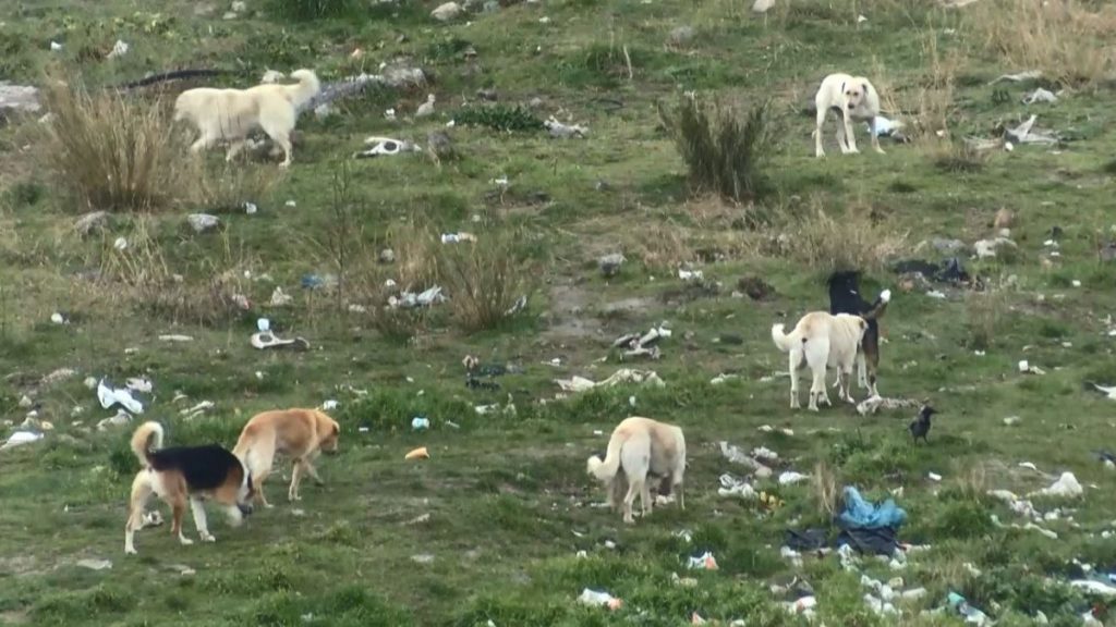 Bağcılar’da, eski fabrika alanı sokak köpekleriyle doldu