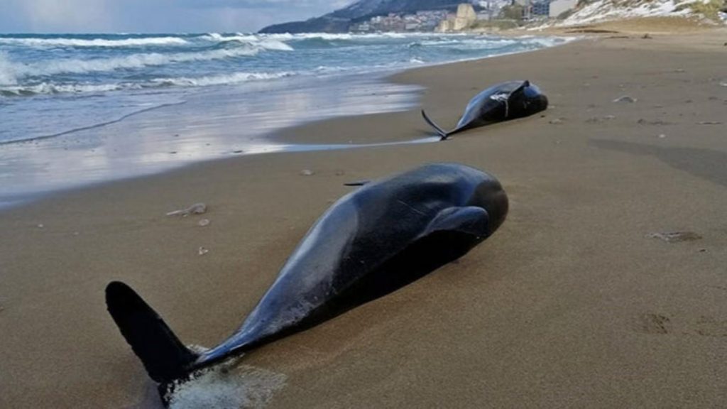 Batı Karadeniz’de boğulma sonucu 80 yunus öldü