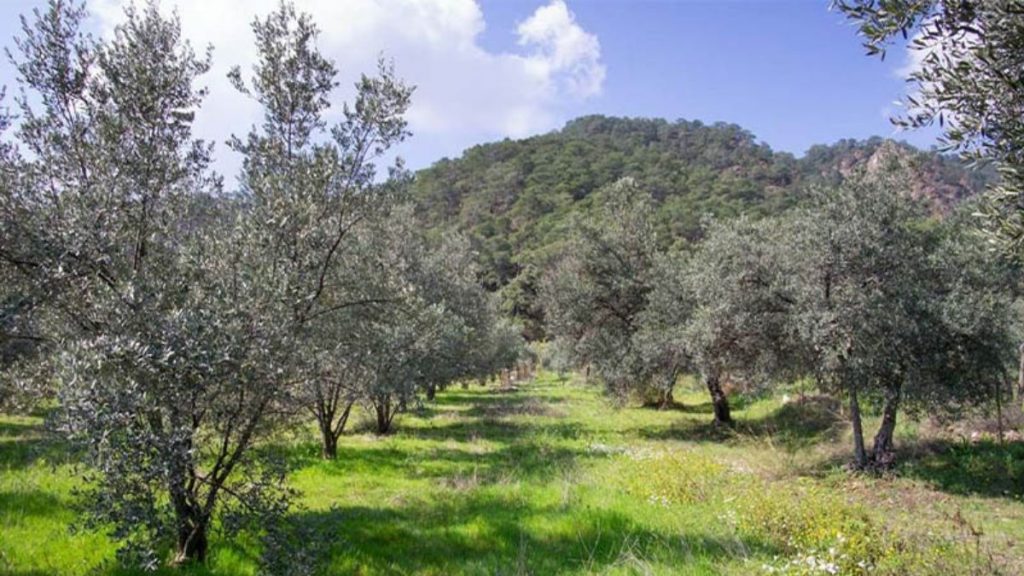 Çevre Bakanlığı’ndan ‘sit alanlarına yapı izni’ haberlerine yalanlama