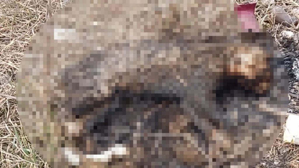 Eskişehir’de bir kedinin yakılarak öldüğü belirlendi