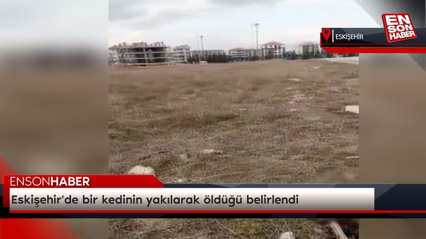 Eskişehir’de bir kedinin yakılarak öldüğü belirlendi