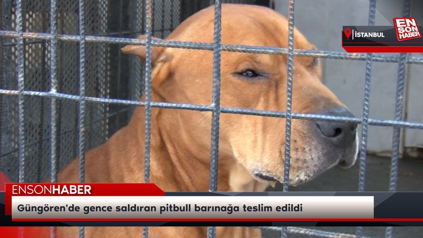 Güngören’de gence saldıran pitbull barınağa teslim edildi