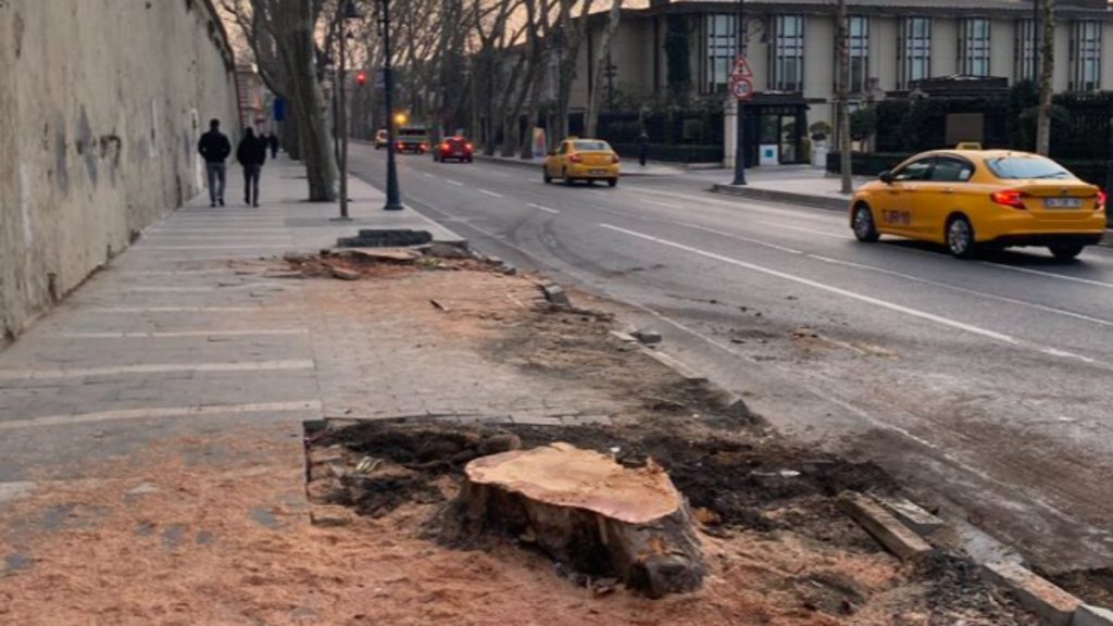 İBB, Beşiktaş’ta 112 çınar ağacını kesti