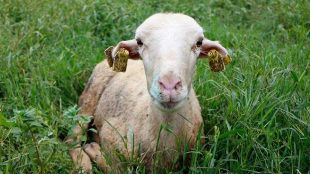 Iğdır’da mavi dil hastalığı nedeniyle bazı köyler karantinaya alındı