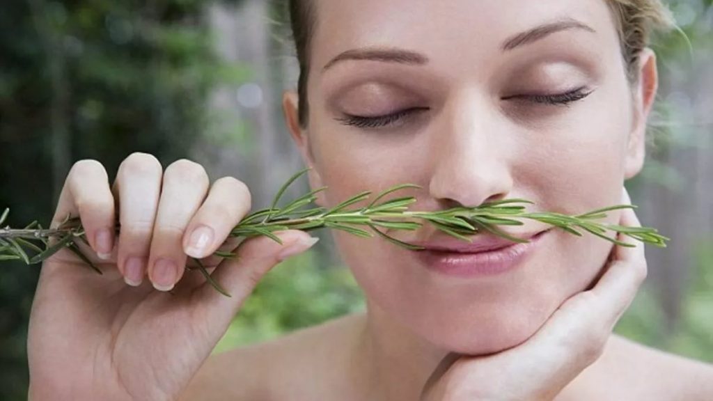 İngiltere’de biberiye üzerine araştırma: Hafızayı güçlendiriyor