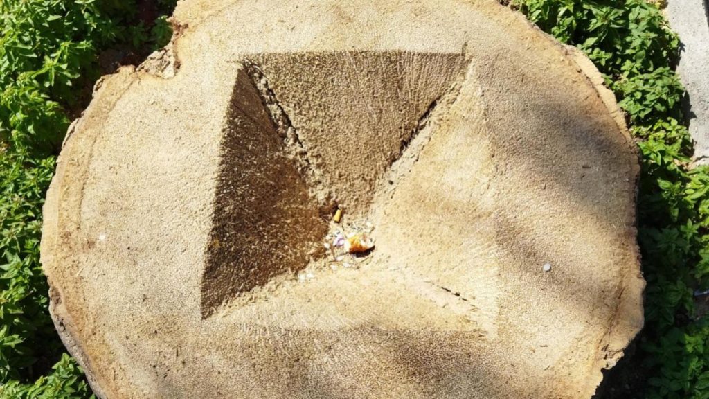 İzmir’de belediye, Kültürpark’taki kuruyan 72 palmiye ağacını kesti