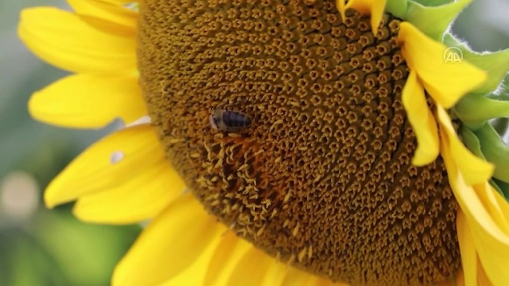 Karabük’te 2 bin dekarlık alana ayçiçeği ekilecek