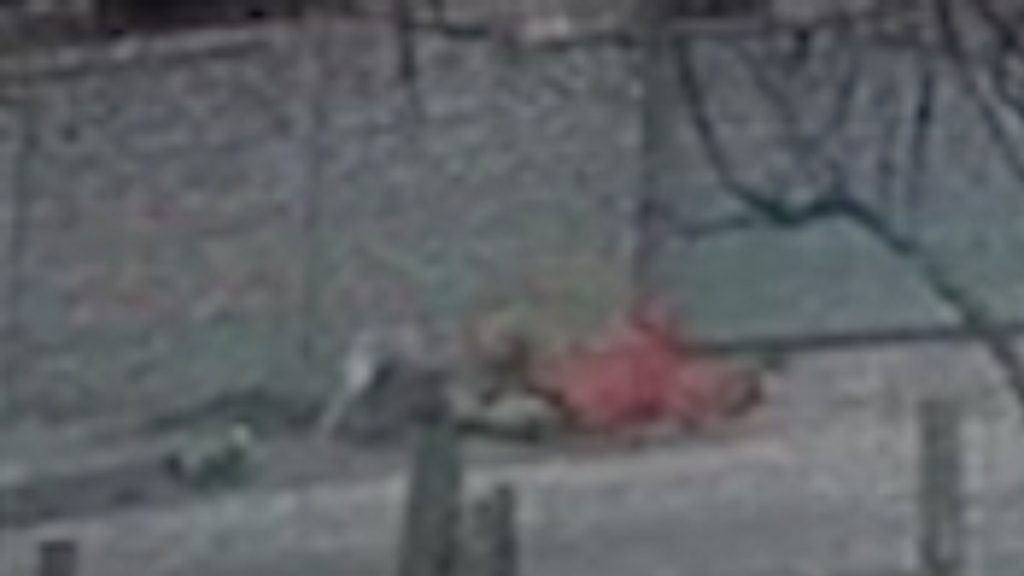 Kırklareli’nde sokak köpeği dehşeti: Küçük çocuk bacağından yaralandı