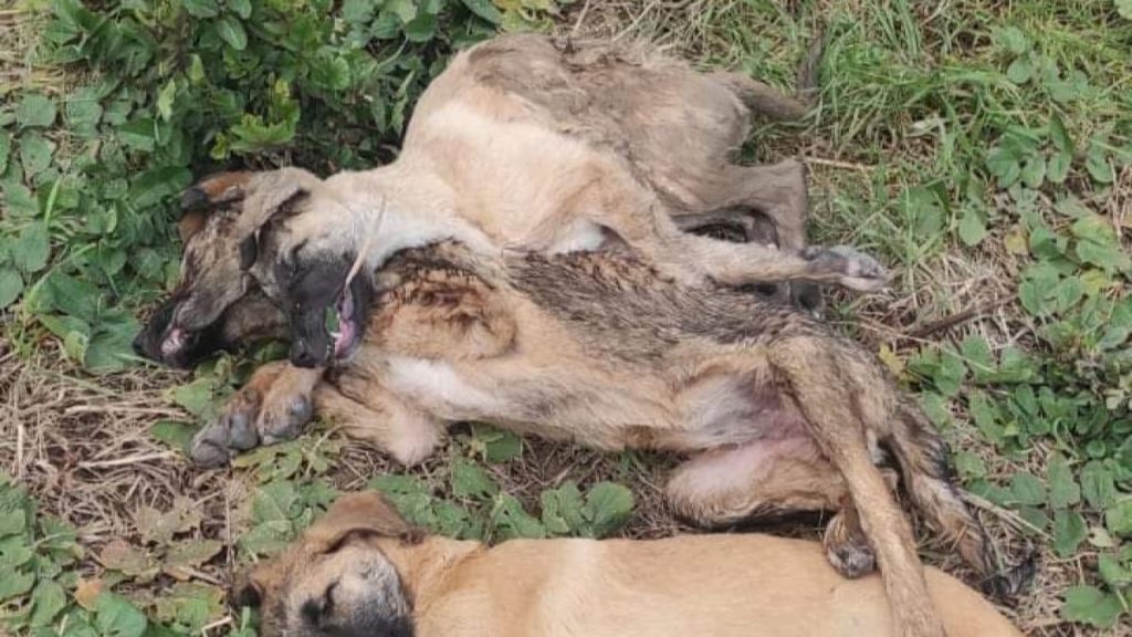 Kocaeli’de tavuk yiyerek ölen 5 köpek için soruşturma açıldı