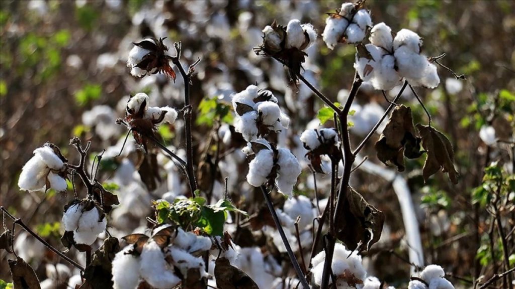 Pamuk fiyatları, 11 yılın zirvesinde