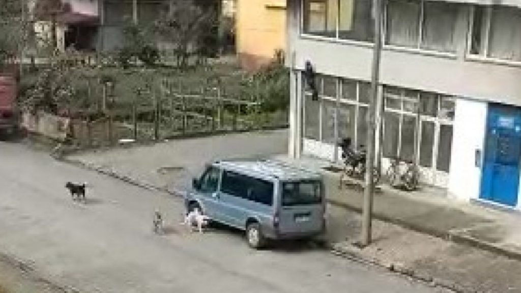 Rize’de köpek saldırısından kaçan çocuk dükkana tırmandı