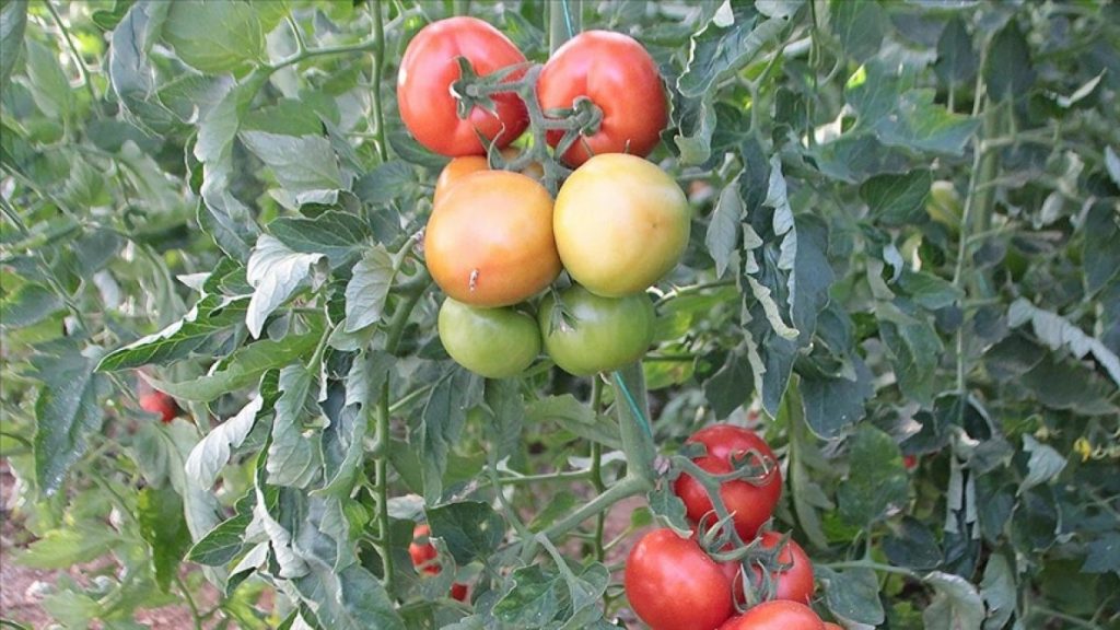 Rusya’ya sebze meyve ihracatında nakliye sorunu sürüyor