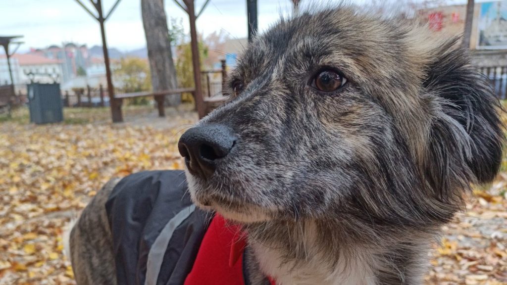 Sivas’ta 1 haftadır kayıp Dobby’i bulana ödül verilecek