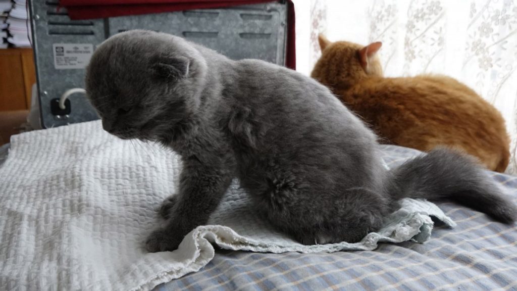 Trabzon’da kediyi duvara fırlatan sanık hakkında duruşmaya zorla getirme kararı