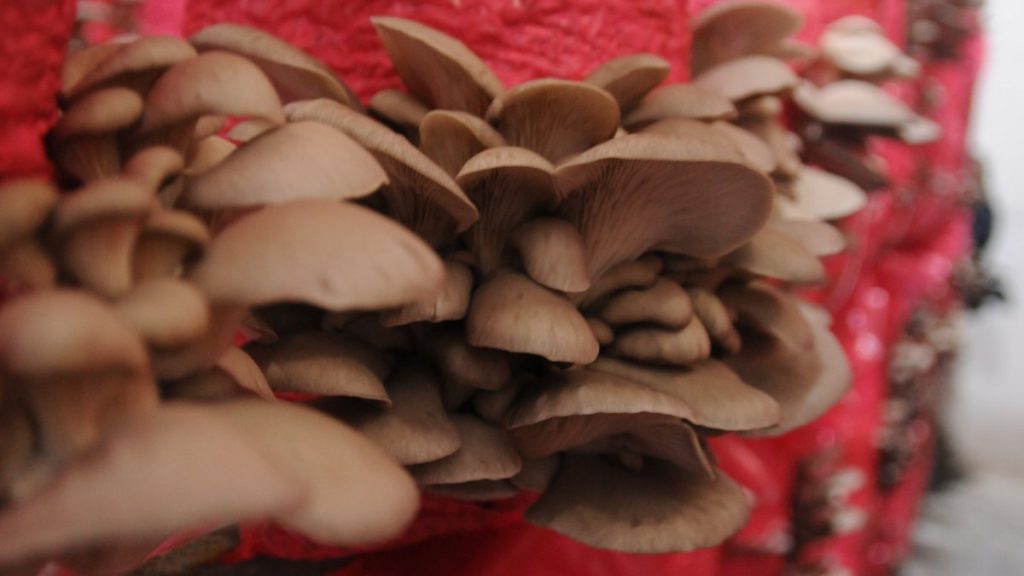 Türkiye’nin ilk yerli ve milli mantar çeşitleri tescillendi