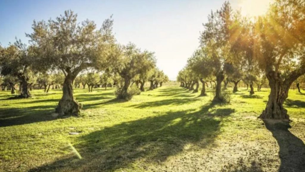 Zeytinliklerden sonra sit alanları da ranta açılıyor iddialarına yalanlama