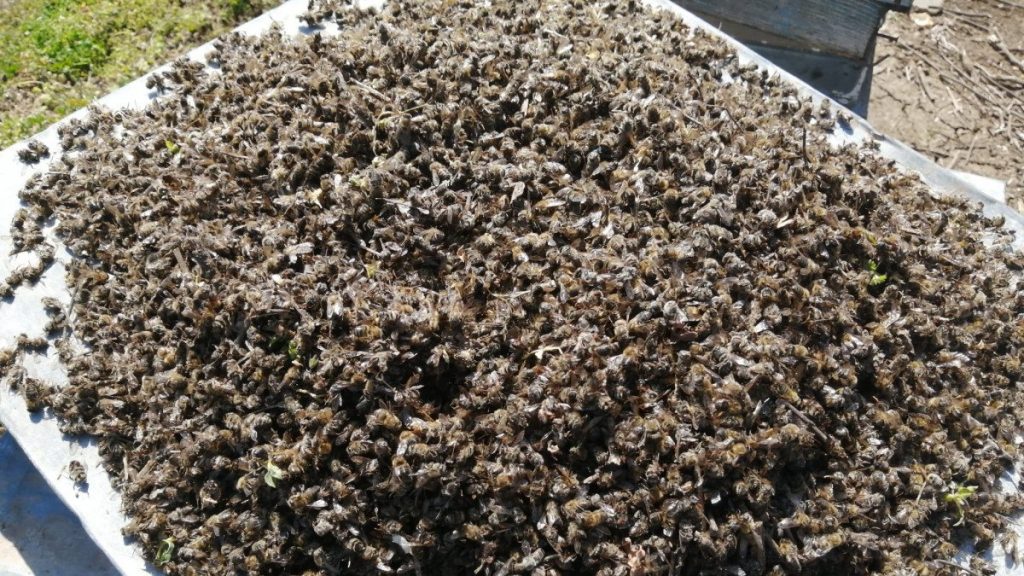 Adana’da 500 kovan arı 3 günde öldü