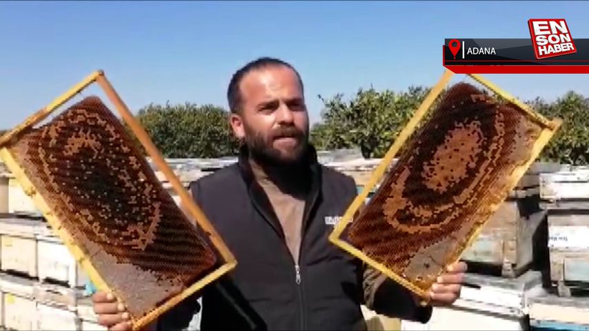 Adana’da 500 kovan arı 3 günde öldü
