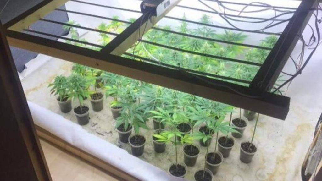 Ankara’da fan ve led sistemiyle hint keneviri yetiştiren şahıs tutuklandı