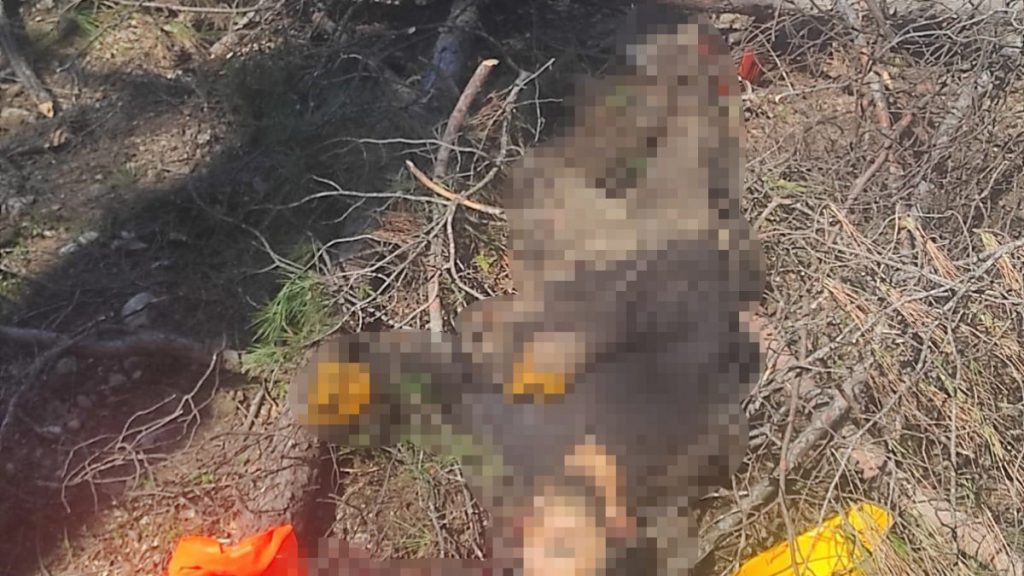 Antalya’da arkadaşının kestiği ağaç üzerine düşünce öldü