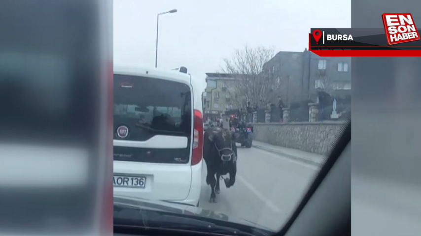 Bursa’da sahibinin elinden kaçan boğa, şehri birbirine kattı