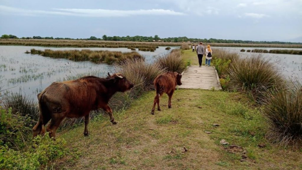Samsun’da manda yetiştiren çiftçilere destek projeleri