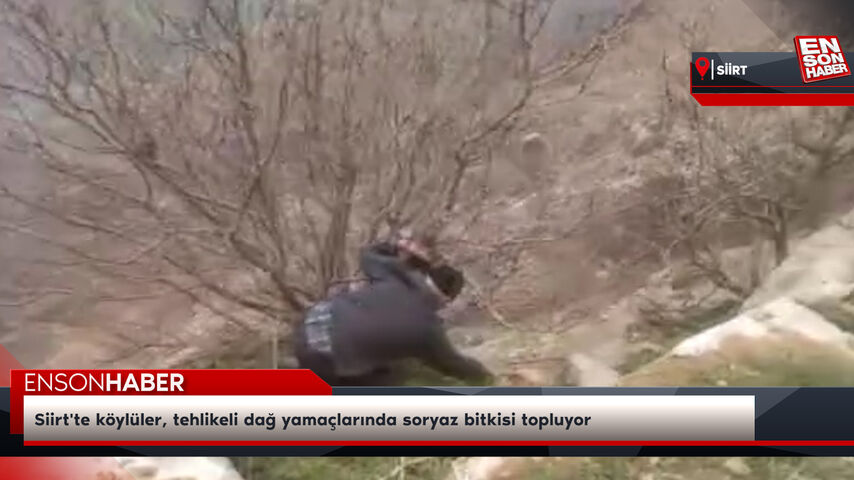 Siirt’te köylüler, tehlikeli dağ yamaçlarında soryaz bitkisi topluyor