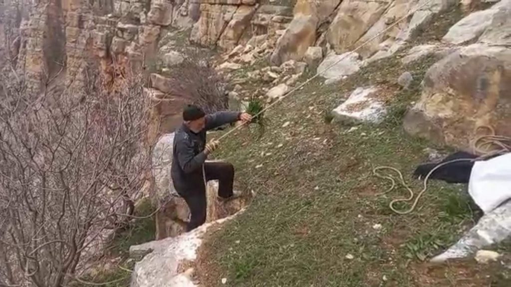 Siirt’te şifalı soryaz bitkisini toplamak için, dik yamaçlarda ölüme meydan okudu