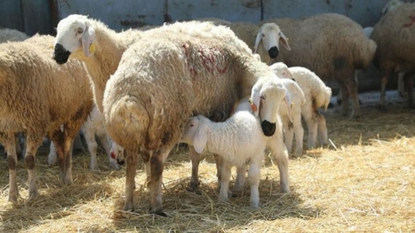 Sivas’ta baharın müjdecisi kuzular, annelerine kavuştu