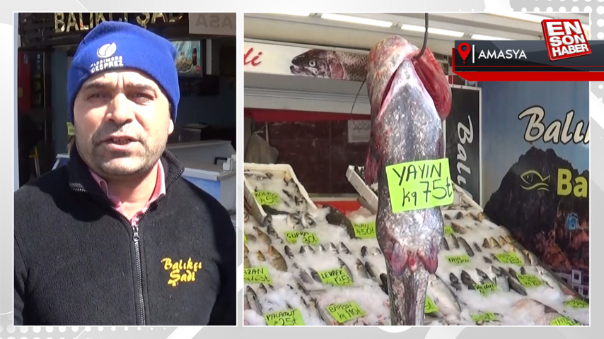Tokat’ta yakalanan 40 kiloluk yayın balığı Amasya’da satışa sunuldu