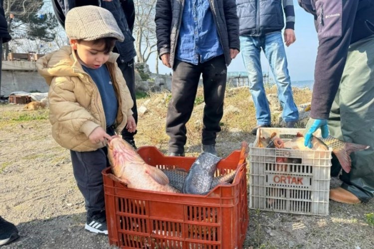 Bursa İznik Gölü’nde sazan bereketi yaşanıyor