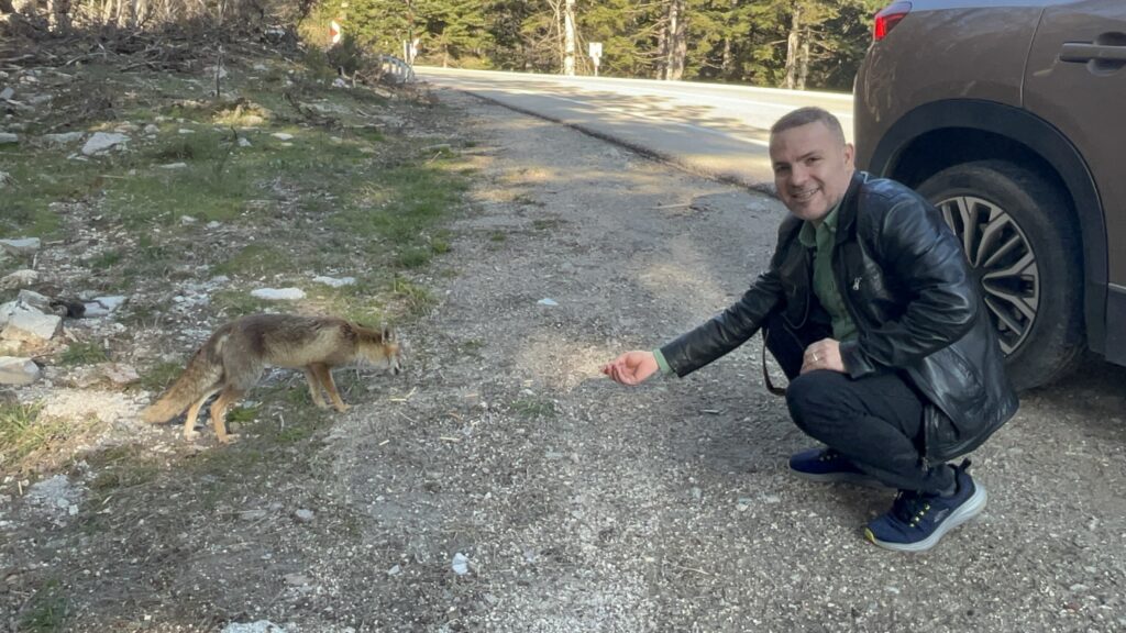 Uludağ’da aç tilkiye peynirli kraker ikramı
