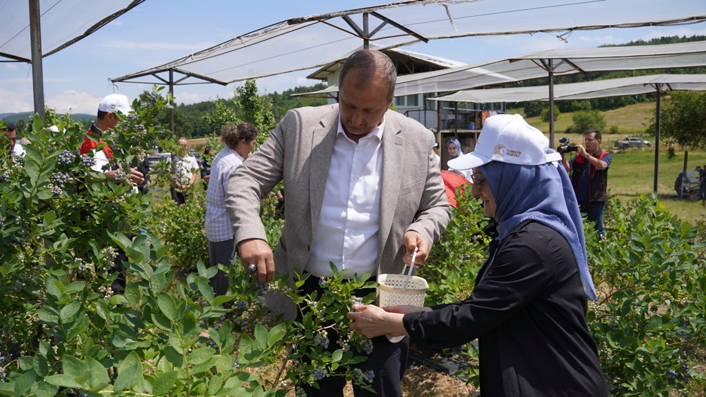 İznik’te Maviyemiş Hasadı Başladı
